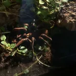 Goliath birdeater, Goliath bird-eating spider