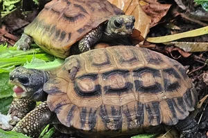 Madagaskarplatstaartschildpad