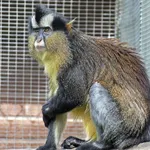 Black-footed Crowned Monkey
