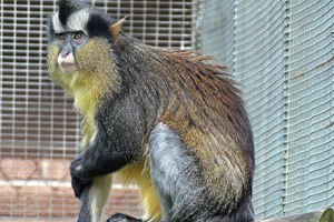 Black-footed Crowned Monkey