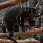 Bear Cuscus