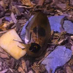 Death's head cockroach