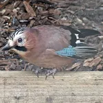 British Eurasian Jay
