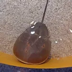 American Horseshoe Crab