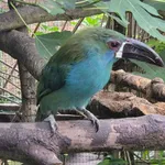 Crimson-rumped Toucanet