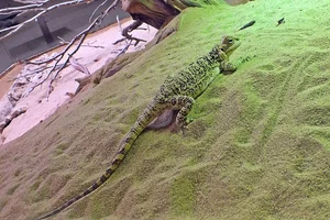 Turkestan Rock Agama