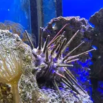 banded urchin