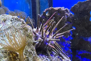 banded urchin