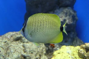 Lemon butterfly