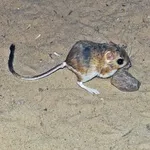 Merriam's Kangaroo Rat