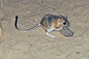 Margaritakangoeroegoffer