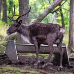 caribou