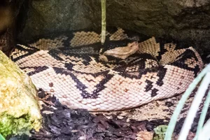 Black-headed Bushmaster