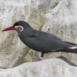 Inca Tern