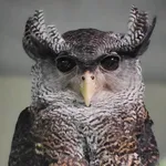 Barred Eagle-owl