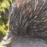 Short-beaked Echidna