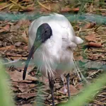 Australian Ibis