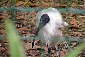 Australische Witte Ibis