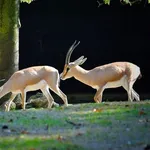 Slender-horned Gazelle