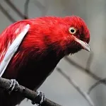 Pompadour Cotinga