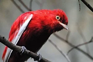 Pompadourcotinga