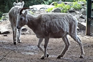 Dalls Schaap