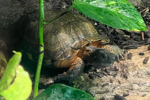 Bosbeekschildpad