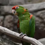 Scarlet-fronted parakeet