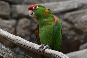 Scarlet-fronted parakeet