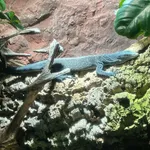 Blue Speckled Tree Monitor