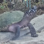 Spotted Pond Turtle