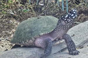 Driekielstraalschildpad
