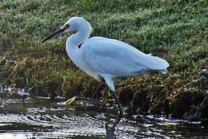Amerikaanse kleine zilverreiger