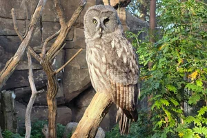Laplanduil