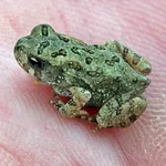 American Toad