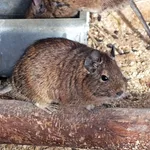 Degu