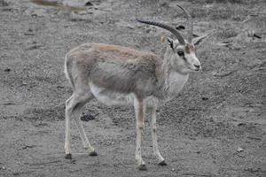 Kropgazelle
