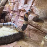 Cape Coral Snake