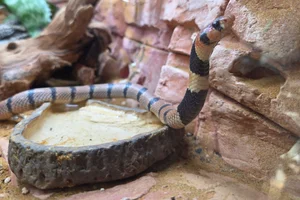 Cape Coral Snake