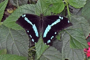 Narrow Green-banded Swallowtail