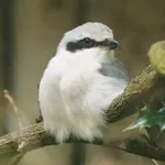 Great Grey Shrike