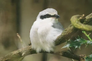 Klapekster