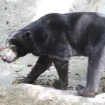 Sun Bear