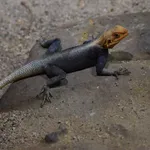 Red-headed agama