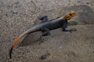 Red-headed agama