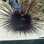 Long-spined Urchin