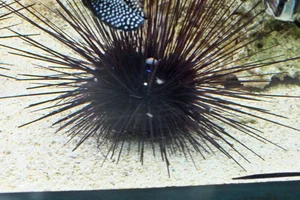 Diadema-zee-egel