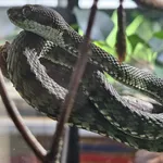 Beautiful Pit Viper