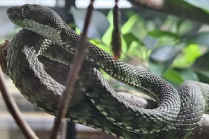 Beautiful Pit Viper