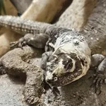 Motagua Spiny-tailed Iguana